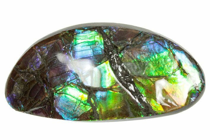 Flashy Ammolite (Fossil Ammonite Shell) - Purples & Greens #357634